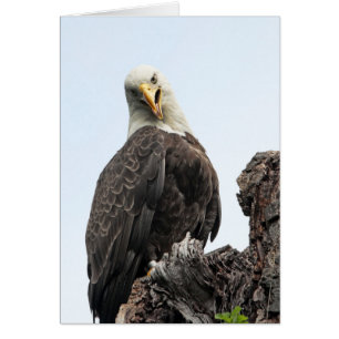 Bald Eagle Hello
