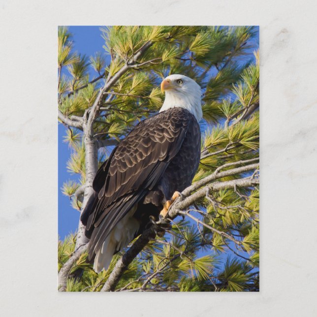 Bald Eagle I Postcard (Front)