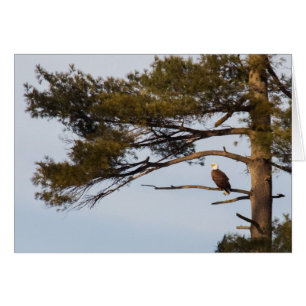 Bald Eagle In A Pine Tree