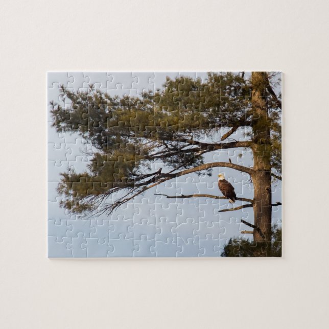 Bald Eagle In A Pine Tree Jigsaw Puzzle (Horizontal)