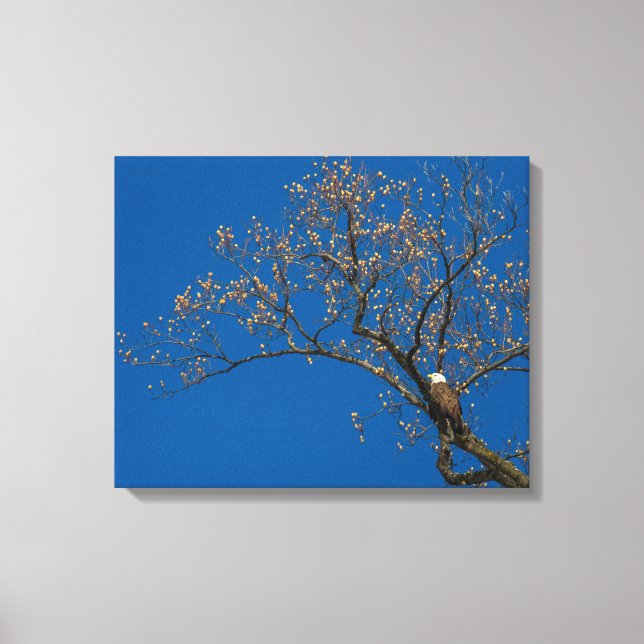 Bald Eagle In A Tulip Tree Canvas Print (Front)