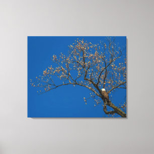 Bald Eagle In A Tulip Tree Canvas Print