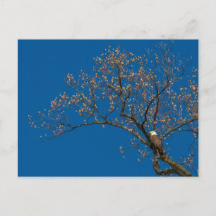 Bald Eagle In A Tulip Tree Postcard