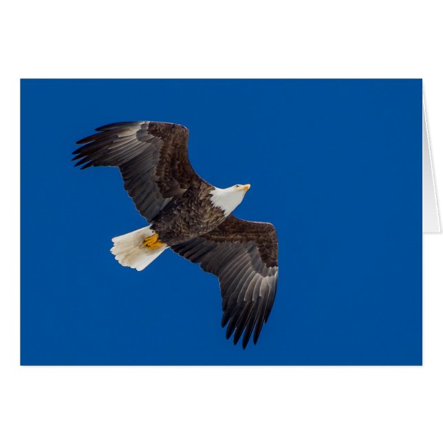Bald Eagle In Blue Sky (Front Horizontal)