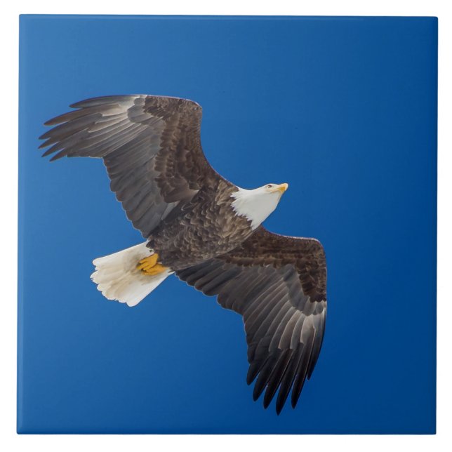 Bald Eagle In Blue Sky Tile (Front)