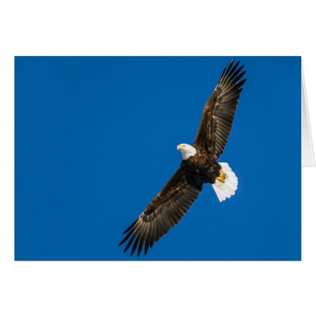 Bald Eagle In Clear Blue Sky (Front Horizontal)