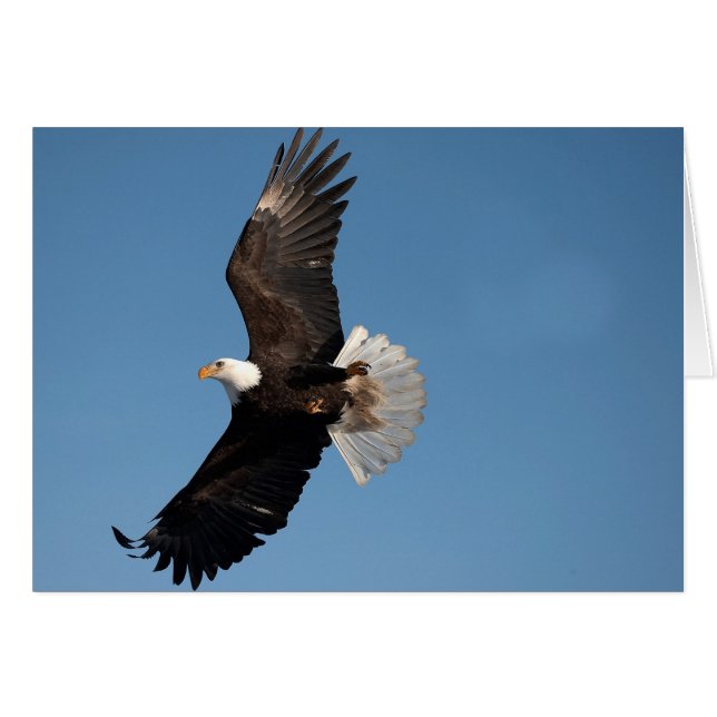 Bald Eagle in Flight (Front Horizontal)