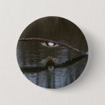 Bald Eagle in Flight