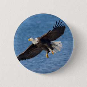 Bald eagle in flight 2 inch round button