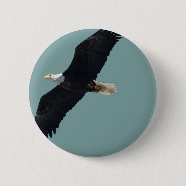 bald eagle in flight 2 inch round button (Front)