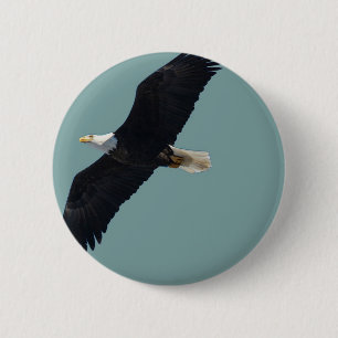 bald eagle in flight 2 inch round button