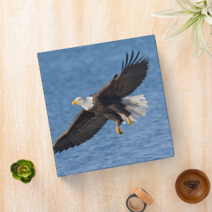 Bald eagle in flight binder