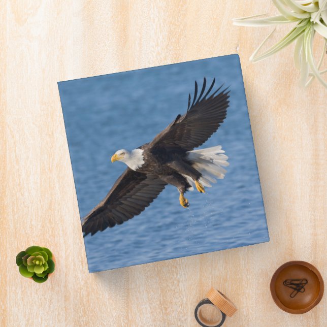 Bald eagle in flight binder (In Situ)