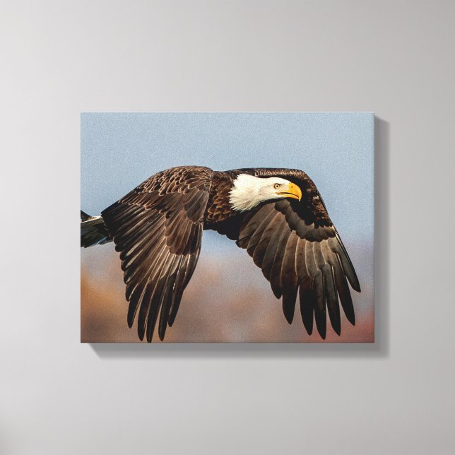 Bald Eagle in flight Canvas Print (Front)