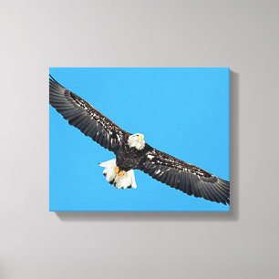 Bald Eagle in flight Canvas Print