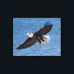 Bald eagle in flight canvas print<br><div class="desc">Bald eagle,  Homer,  Southcentral Alaska</div>
