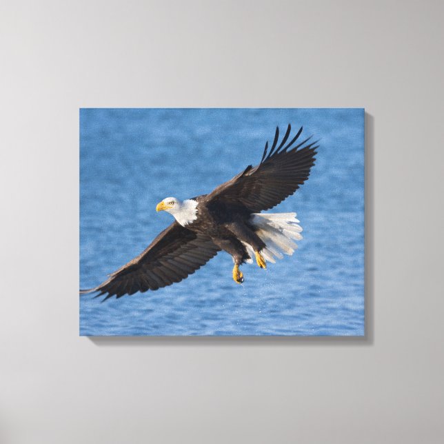 Bald eagle in flight canvas print (Front)