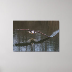 Bald Eagle in Flight Canvas Print