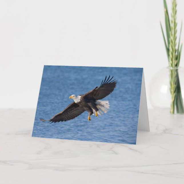 Bald eagle in flight card (Front)