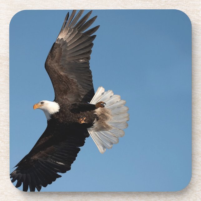 Bald Eagle in Flight Coaster (Front)