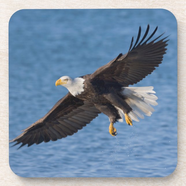 Bald eagle in flight coaster (Front)