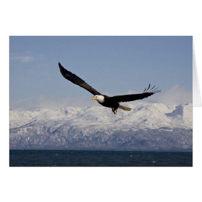 Bald Eagle in Flight, Haliaeetus leucocephalus, 3 (Front Horizontal)
