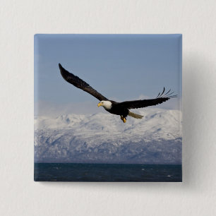 Bald Eagle in Flight, Haliaeetus leucocephalus, 3 2 Inch Square Button