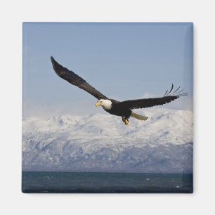 Bald Eagle in Flight, Haliaeetus leucocephalus, 3 Magnet