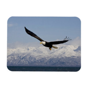 Bald Eagle in Flight, Haliaeetus leucocephalus, 3 Magnet