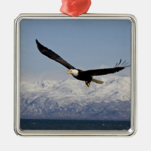 Bald Eagle in Flight, Haliaeetus leucocephalus, 3 Metal Ornament