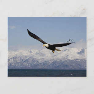 Bald Eagle in Flight, Haliaeetus leucocephalus, 3 Postcard