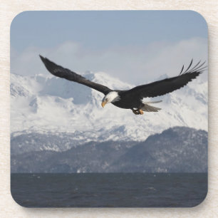 Bald Eagle in Flight, Haliaeetus leucocephalus, Coaster
