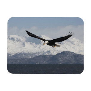 Bald Eagle in Flight, Haliaeetus leucocephalus, Magnet