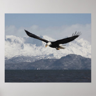 Bald Eagle in Flight, Haliaeetus leucocephalus, Poster