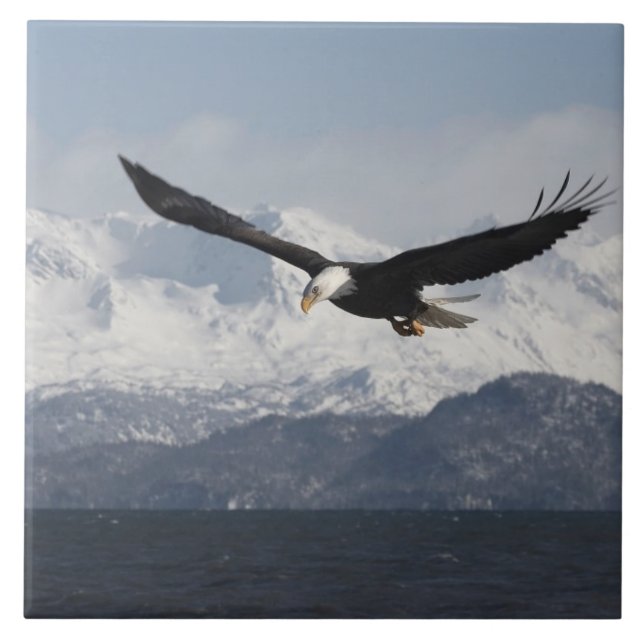Bald Eagle in Flight, Haliaeetus leucocephalus, Tile (Front)