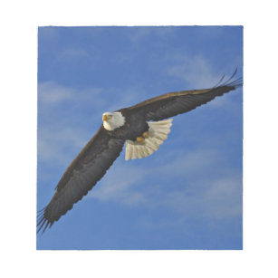 Bald Eagle in flight, Haliaetus leucocephalus, Notepad