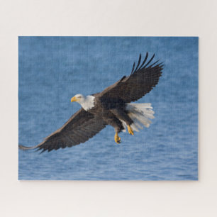 Bald eagle in flight jigsaw puzzle