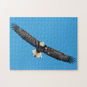 Bald Eagle in flight Jigsaw Puzzle