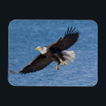 Bald eagle in flight magnet<br><div class="desc">Bald eagle,  Homer,  Southcentral Alaska</div>