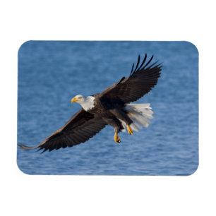Bald eagle in flight magnet