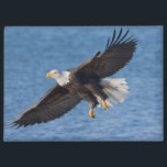 Bald eagle in flight magnet<br><div class="desc">Bald eagle,  Homer,  Southcentral Alaska</div>