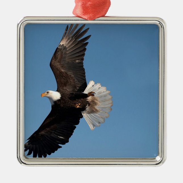 Bald Eagle in Flight Metal Ornament (Front)