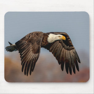 Bald Eagle in flight Mouse Pad