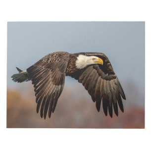 Bald Eagle in flight Notepad
