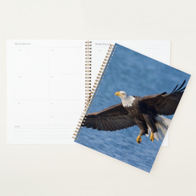 Bald eagle in flight planner (Display)