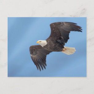 Bald Eagle in flight Postcard
