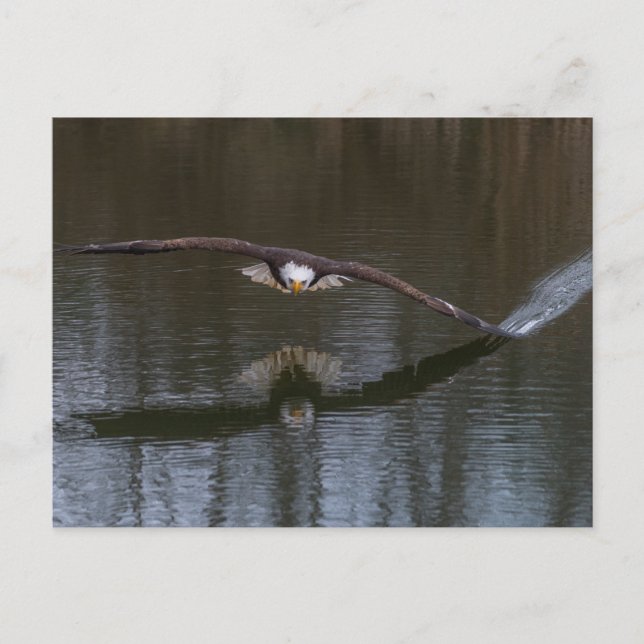 Bald Eagle in Flight Postcard (Front)