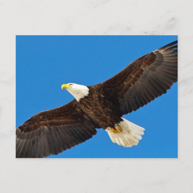 Bald Eagle in flight Postcard (Front)