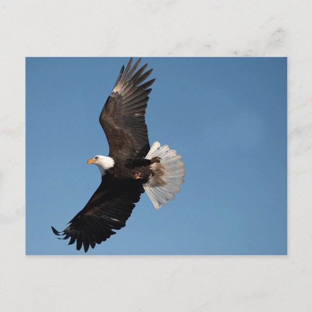 Bald Eagle in Flight Postcard (Front)