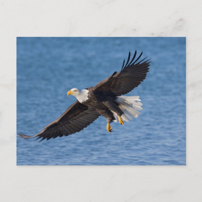Bald eagle in flight postcard (Front)